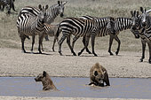 Spotted hyaena (Crocura crocuta), Ndutu, Ngorongoro Conservation Area, Serengeti, Tanzania.