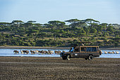 Tourist watching wildebeest (Chonnochaetes tautinus), crossing the lake Ndutu, Ngorongoro Conservation Area, Serengeti, Tanzania.