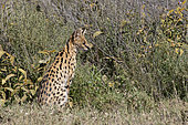 Portrait of a serval (Leptailurus serval) checking bushes for preys, Ngorongoro Conservation Area, Serengeti, Tanzania.