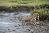 Cheetah (Acynonix jubatus), Seronera, Serengeti National Park, Tanzania.