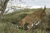 Lioness (Panthera leo) on a tree, Ndutu, Ngorongoro Conservation Area, Serengeti, Tanzania.