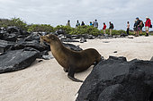 Galapagos Sea Lion (Zalophus californianus wollebaeki), Punta Suarez, Espanola Island, Galapagos islands, Ecuador.