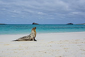 Galapagos Sea Lion (Zalophus californianus wollebaeki), Gardner Bay, Espanola Island, Galapagos islands, Ecuador.