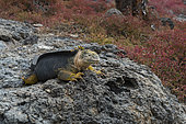 Land Iguana (Conolophus subcristatus), South Plaza Island, Galapagos islands, Ecuador.