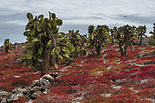Galapagos Carpet Weed (Sesuvium edmonstonei) and cactus (Opuntia sp.), South Plaza Island, Galapagos islands, Ecuador.