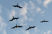Great Frigate birds (Fregata minor ridgwayi), South Plaza Island, Galapagos islands, Ecuador.