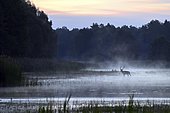 Red deer (Cervus elaphus) walking through pond in morning mood, rising fog, Lusatia, Saxony, Germany, Europe
