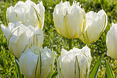 Tulipa double hâtive 'White Valley'