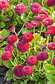 Lawndaisy 'Super Pompon Rouge', Bellis perennis 'Super Pompon Rouge', flowers
