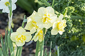 Narcissus pluriflore 'Cheerfulness'