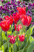 Tulipa fleur de lys 'Pretty Woman'