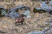 Alpine Chamois (Rupicapra rupicapra), Valsavarenche, Gran Paradiso National Park, Aosta Valley, Italy.