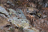 Alpine ibex (capra ibex), Valsavarenche, Gran Paradiso National Park, Aosta Valley, Italy.