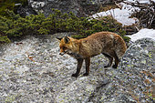 Red fox (Vulpes vulpes), Valsavarenche, Gran Paradiso National Park, Aosta Valley, Italy.