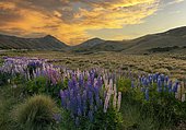 Variegated multifoliate lupines (Lupinus polyphyllus) in mountain landscape, Lindis Pass, sunset, Southern Alps, Otago, South Island, New Zealand, Oceania