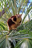 Goodfellow tree kangaroo (Dendrolagus goodfellowi buergersi), adult, on tree, captive, Adelaide, South Australia, Australia, Oceania