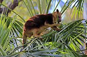 Goodfellow tree kangaroo (Dendrolagus goodfellowi buergersi), adult, on tree, feeding, captive, Adelaide, South Australia, Australia, Oceania