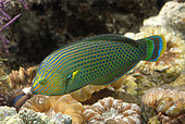 Dusky wrasse (Halichoeres marginatus) in aquarium