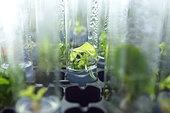 Anubias barteri, aquarium plant, in vitro cultivation