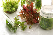 Aquarium plants, in vitro cultivation