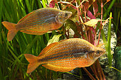 Rainbowfish (Melanotaeniidae), hybrids