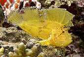 Leaf scorpionfish (Taenianotus triacanthus) in aquarium