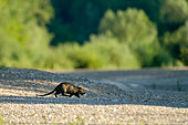 Coypu (Myocastor coypus) crossing a dry arm of the Loire at dawn, Loire Valley, France