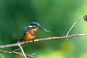 European Kingfisher (Alcedo Atthis) eating a fry on the banks of the Loire River, Loire Valley, France