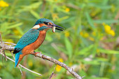 European Kingfisher (Alcedo Atthis) eating a fry on the banks of the Loire River, Loire Valley, France