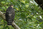 European Sparrowhawk (Acciper nisus) in the alluvial forest of a Loire Island, Loire Valley, France