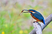 European Kingfisher (Alcedo Atthis) preparing to swallow a fry on the banks of the Loire River, Loire Valley, France