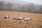 Common cranes (Grus grus) in a corn field that has been mowed . There are still corn kernels to be eaten, Loire Valley, France