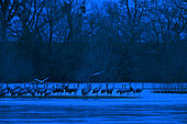 Colony of grey cranes (Grus grus ) on a beach of the Loire River which serves as a dormitory at night, protected from predators, Loire Valley, France