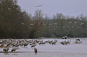 Colony of cranes (Grus grus) on a beach of the Loire at dawn, they take off in small groups, Loire Valley, France