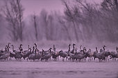Colony of Cranes (Grus grus) at dawn waiting for the sunrise before taking off on a beach of the Loire River, Loire Valley, France