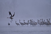 Morning flight of the first Common crane (Grus grus) on the beaches of the Loire in January, Loire Valley, France