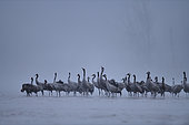 Song of the ash cranes (Grus grus) at dawn on a beach of the Loire, the cranes wake up and will not trade to fly away at sunrise, Loire Valley, France
