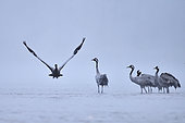 Morning flight of Common crane (Grus grus) on the beaches of the Loire in January, Loire Valley, France