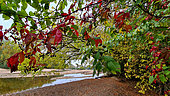 Landscape of a secondary branch in autumn, red Virginia creeper leaves in foreground, Loire Valley, France