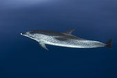 Atlantic spotted dolphin (Stenella frontalis). Group of dolphins submerged. Tenerife, Canary Islands.