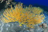 Yellow seafan (Leptogorgia viminalis), Underwater backgrounds of the Canary Islands, La Gomera.