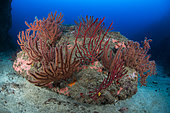 Red sea fan (Leptogorgia ruberrima), Polyps detail. Underwater backgrounds of the Canary Islands, Tenerife.