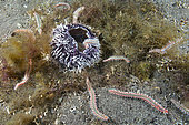 Fire worm (Hermodice carunculata) feeding on a sea urchin. Invertebrates of the Canary Islands, Tenerife.