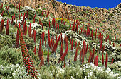 Tajinaste rojo (Echium wildpretii), is an endemic Tenerife plant. Teide National Park, World Heritage Site. Canary Islands.