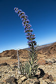 Tajinaste blue (Echium auberianum), is an endemic Tenerife plant. Teide National Park, World Heritage Site. Canary Islands.