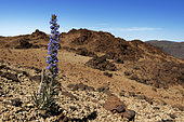 Tajinaste blue (Echium auberianum), is an endemic Tenerife plant. Teide National Park, World Heritage Site. Canary Islands.