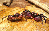 Vampire crabs (Geosesarma sp.)