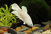 Siamese fighting fish (Betta splendens) male 'Plakat Opaque White'