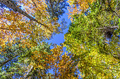 Deciduous forest, in the Vercors Regional Natural Park, Isère, France