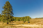 Vercors plateau, Vercors Regional Natural Park, Isère, France